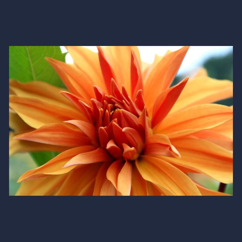 Dahlia Orange Fleur de Saumon, Fleur