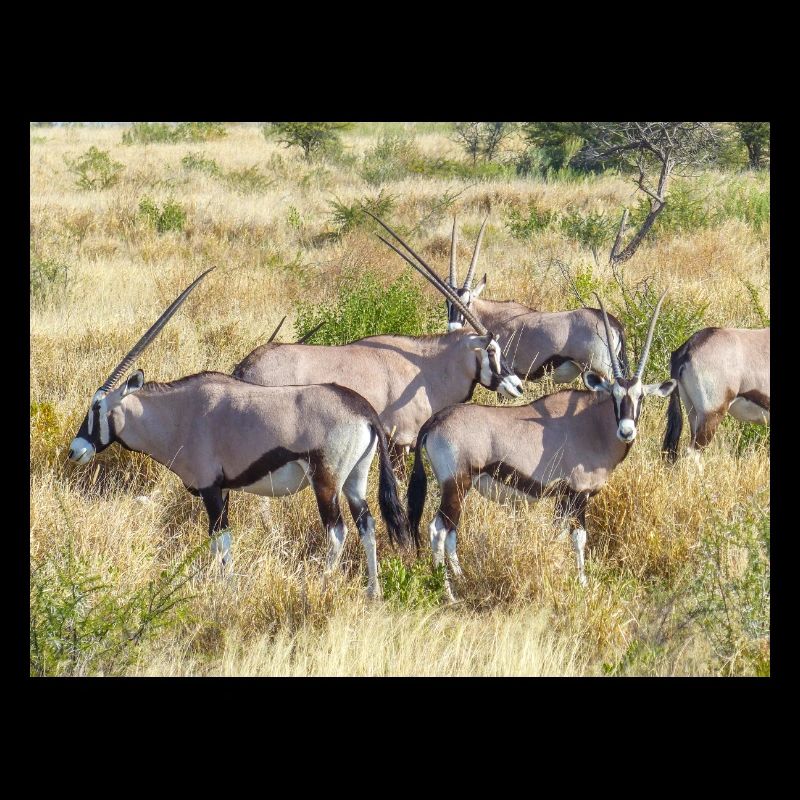 Antilope Oryxs gemsbok (Oryx gazella)