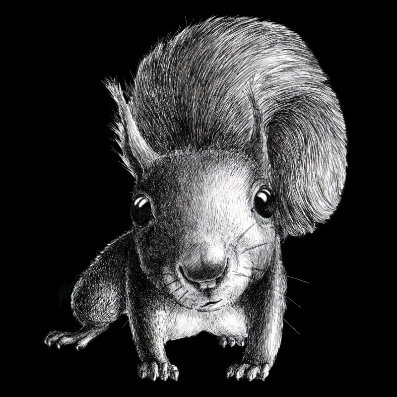 Squirrel