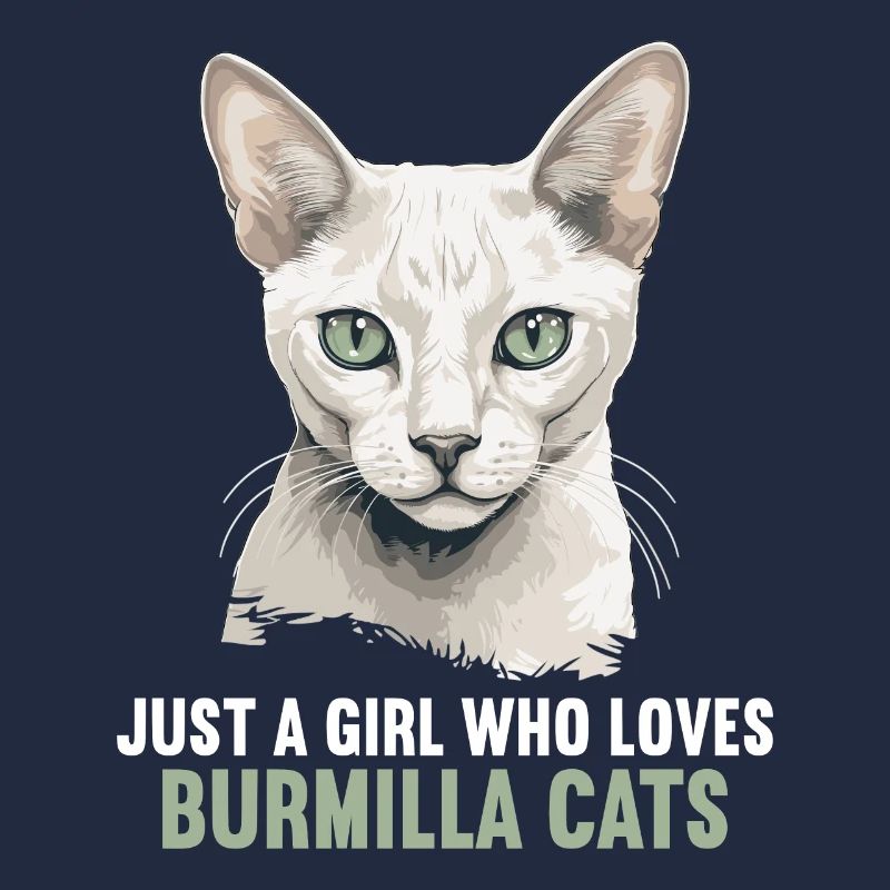 Burmilla Chaton Burmilla Chat