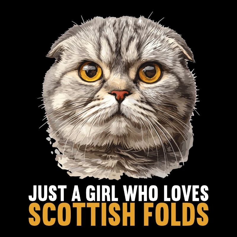 Scottish Fold Kitten Scottish Fold chat