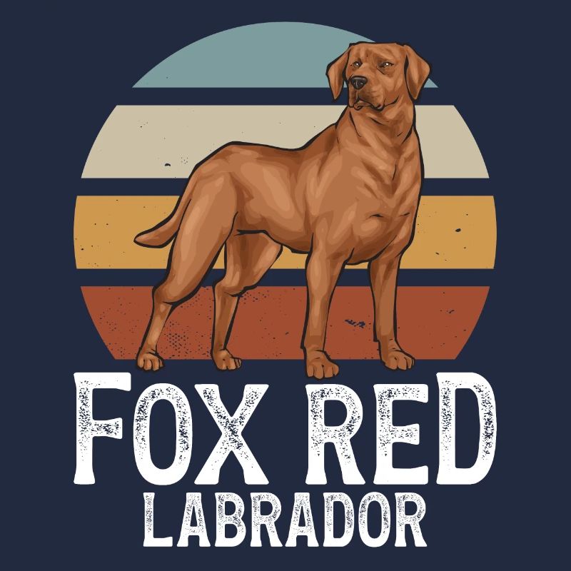 Fuchsroter Labrador Retriever Fox Red Labrador