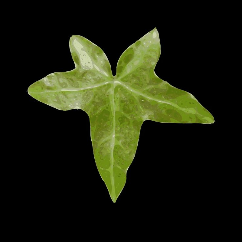 feuille de lierre