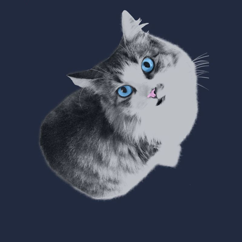 Maya le chat