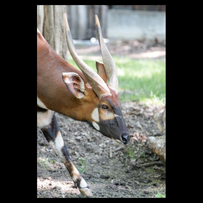 Eastern Bongo (in german Bongo) Tragelaphus euryce