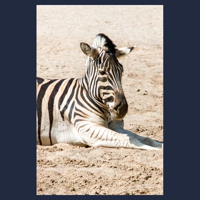 Zebra (auf Deutsch Zebra oder Zebras) Hippotigris