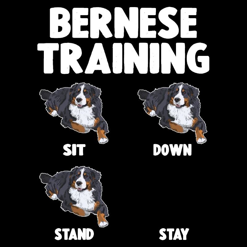 Bouvier Bernois Training Chien