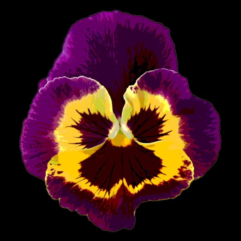 Pansy / alto