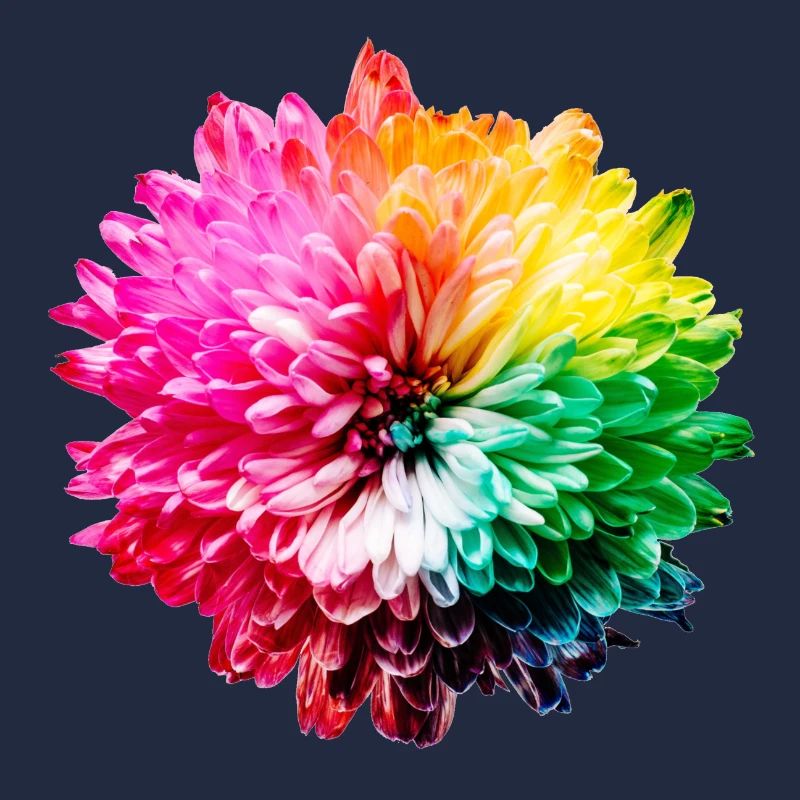 Chrysantheme Regenbogen