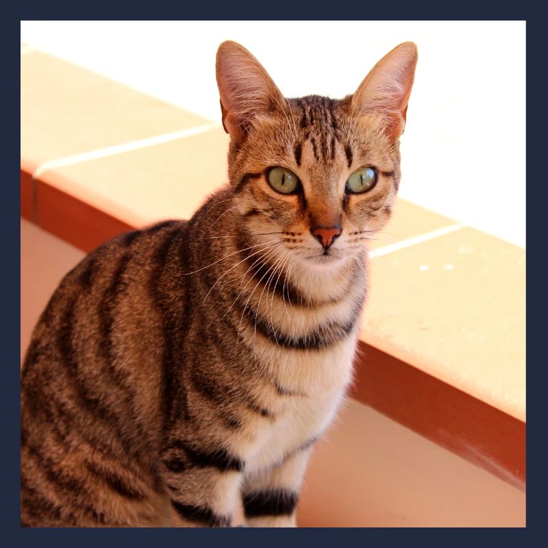 Chat chaton affiche chat carré affiche