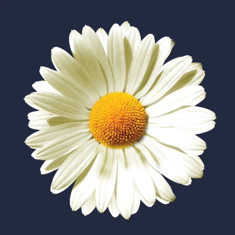 Daisies | Daisy flower power