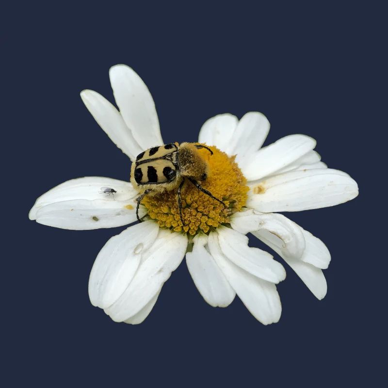 Bee chafer