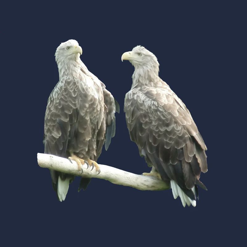 Pygargue à queue blanche