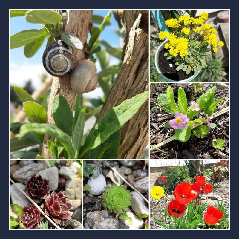 Various garden plants and snails