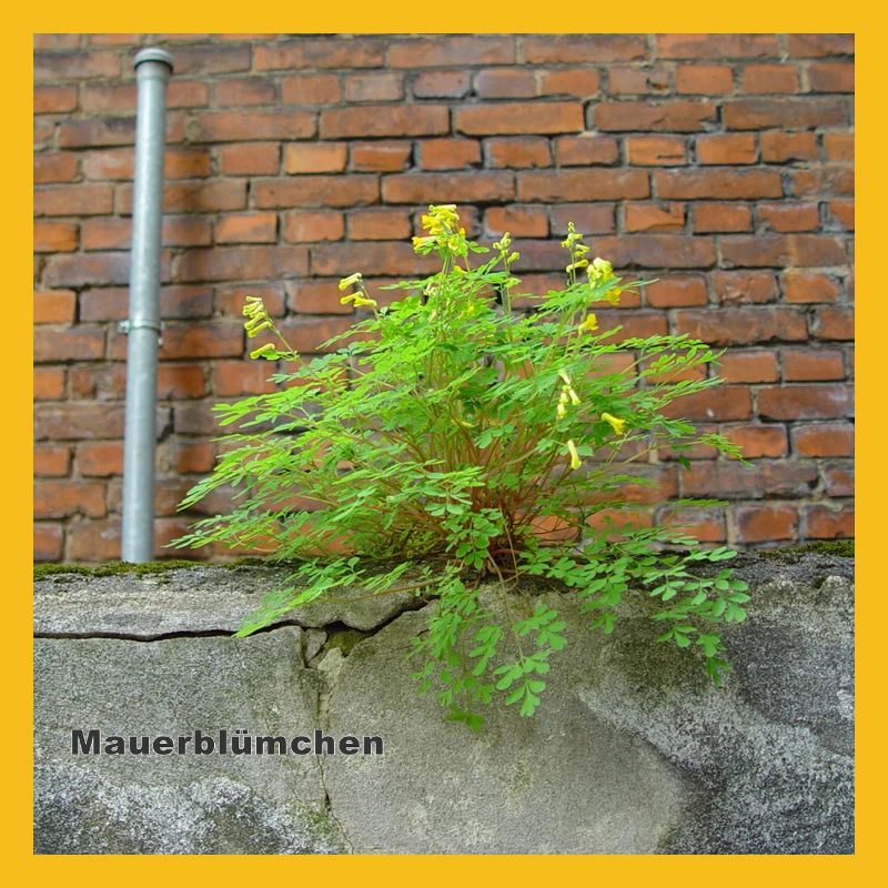 Mauerblümchen am Mauerwerk