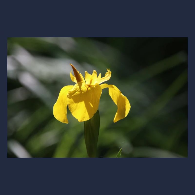 Iris Lily Fleur Jaune