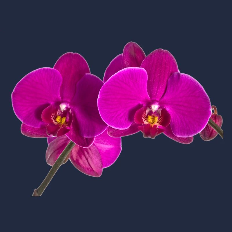 Phalaenopsis
