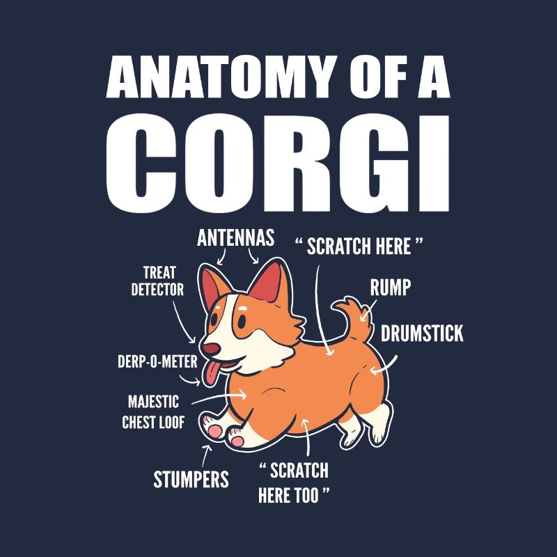 Anatomie du corgi