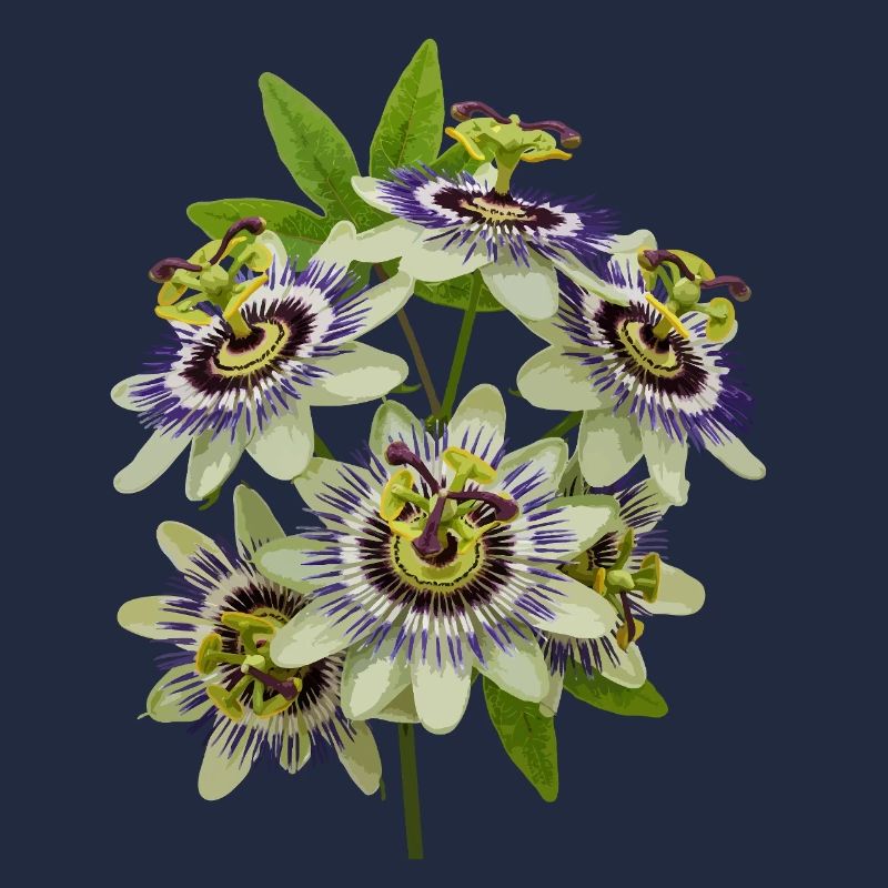 Passionsblume
