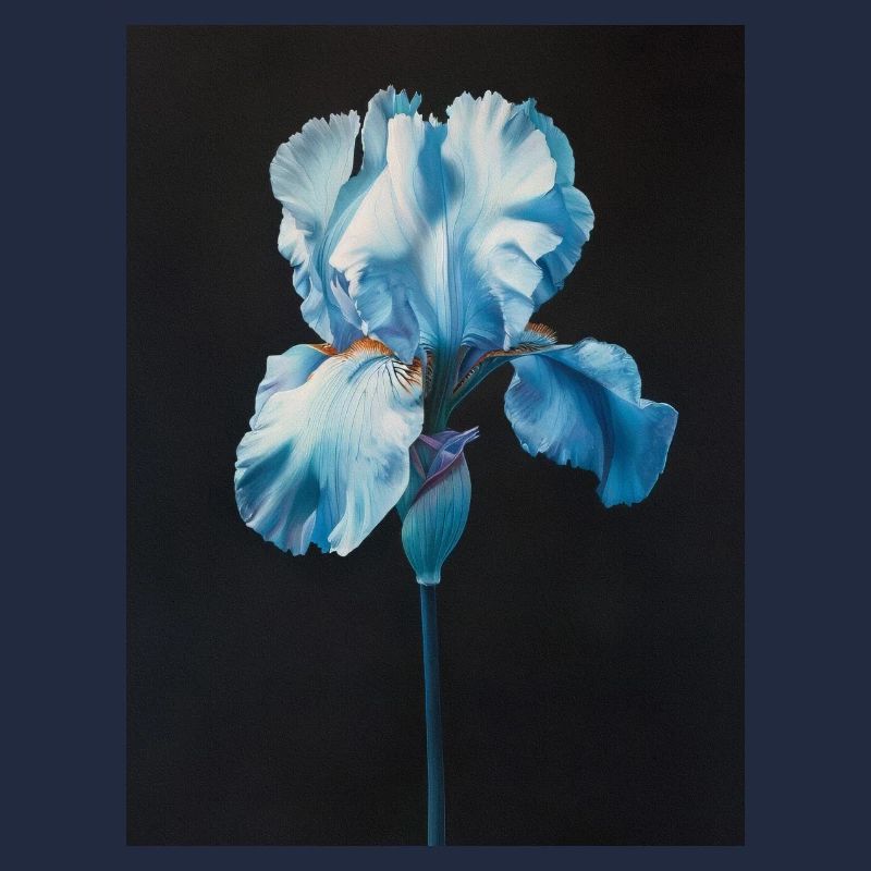 Poster Canvas Sng Iris 19