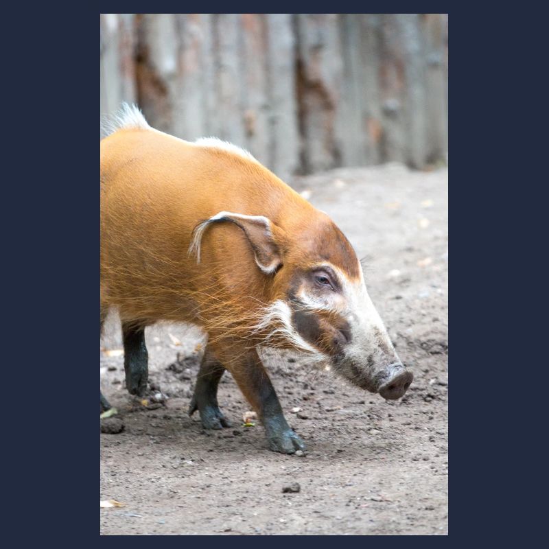 Buschschwein oder Rotflussschwein Pinselohrschwein