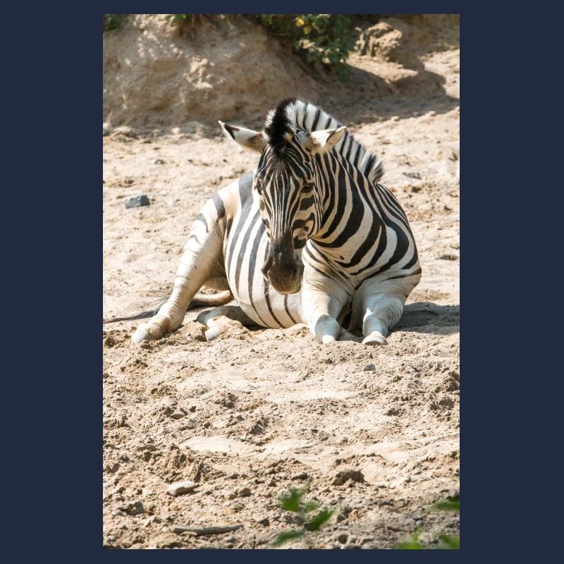 Zebra (auf Deutsch Zebra oder Zebras) Hippotigris