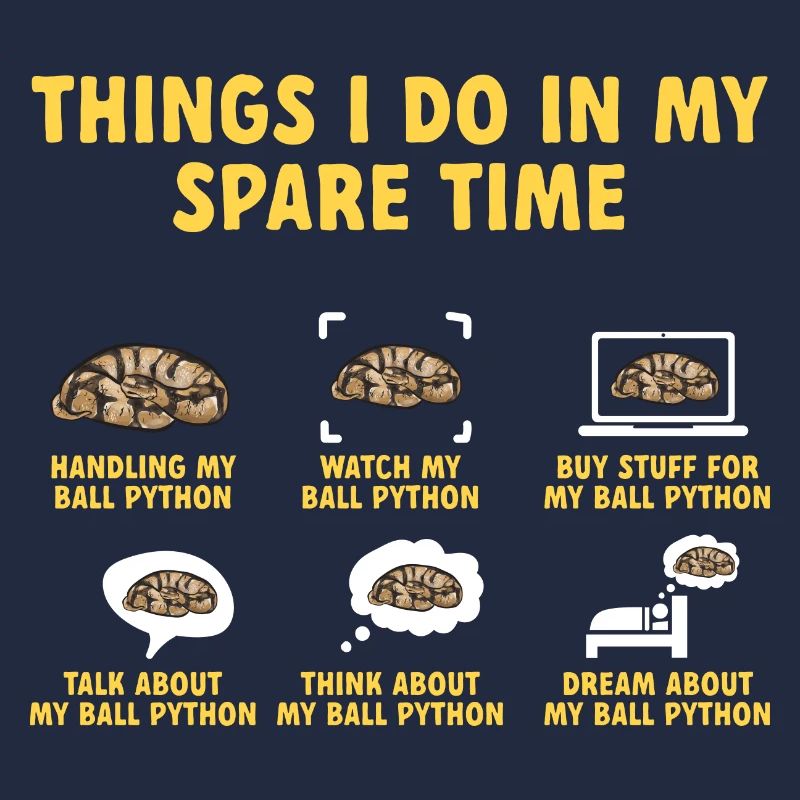 Ball Python Schlange Königspython