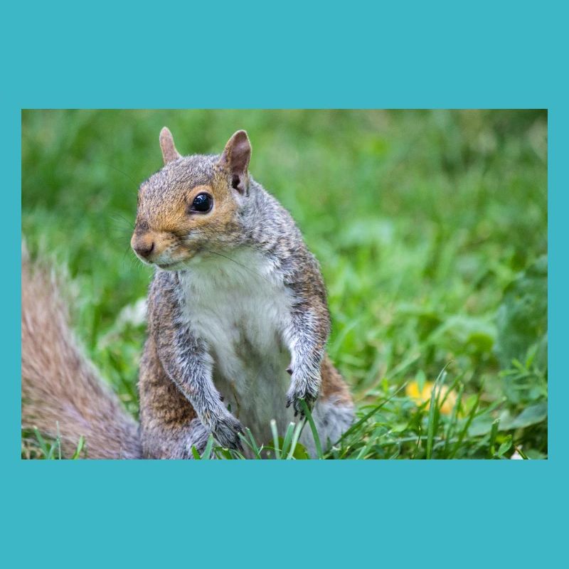 Écureuil gris Grauhörnchen Sciurus carolinensis