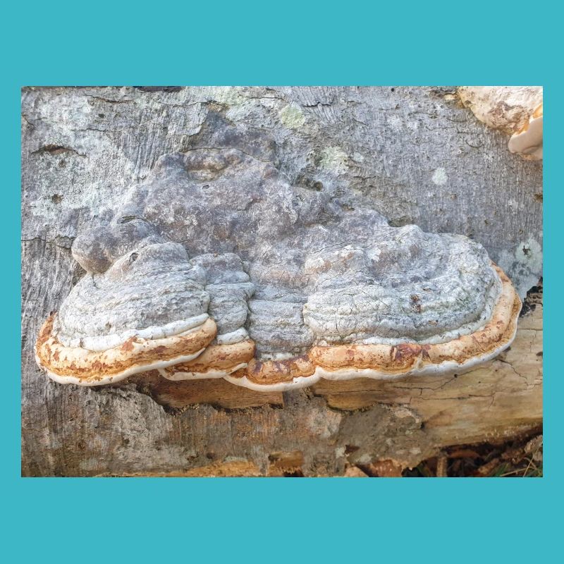 surgeon's agaric also tinder fungus Zunderschwamm
