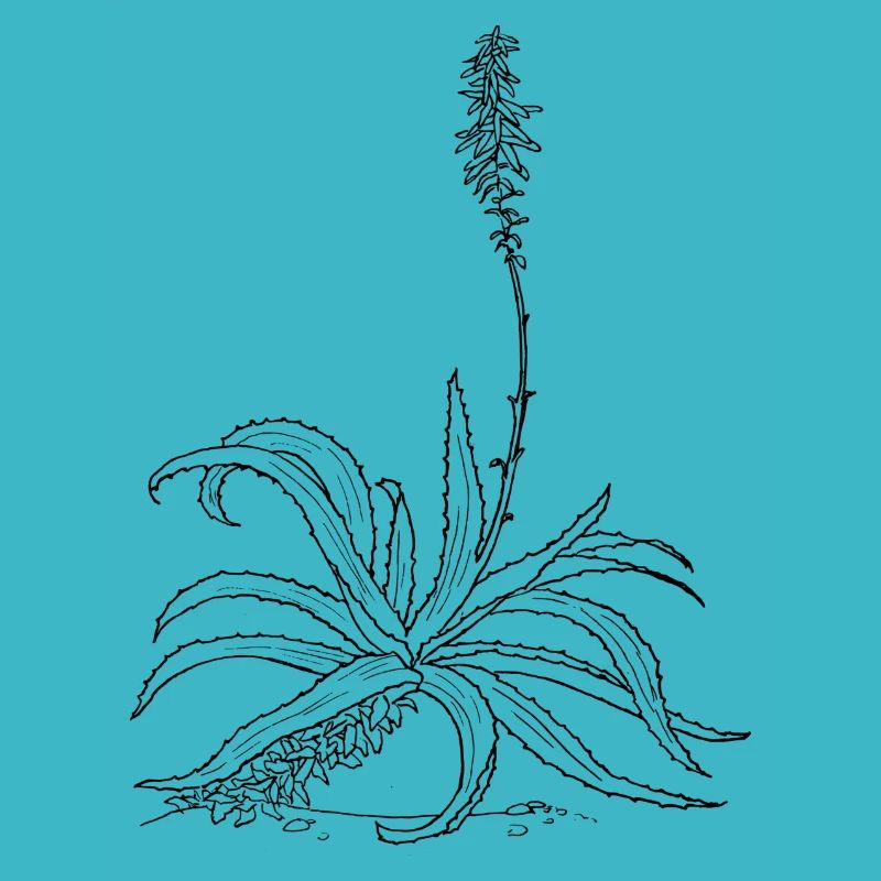 herbes thym romarin persil origan aneth