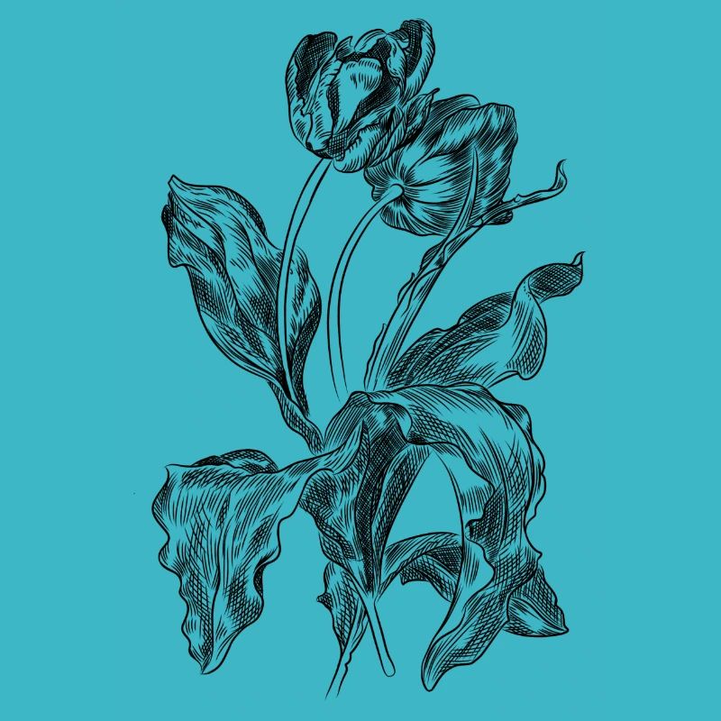 Tulipe