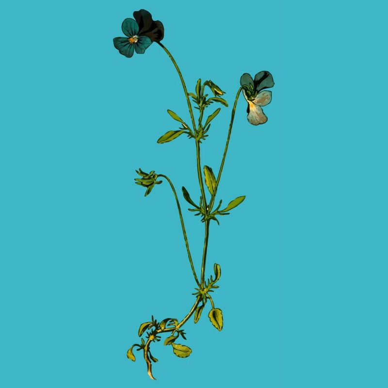 herb rosemary parsley thyme dill oregano