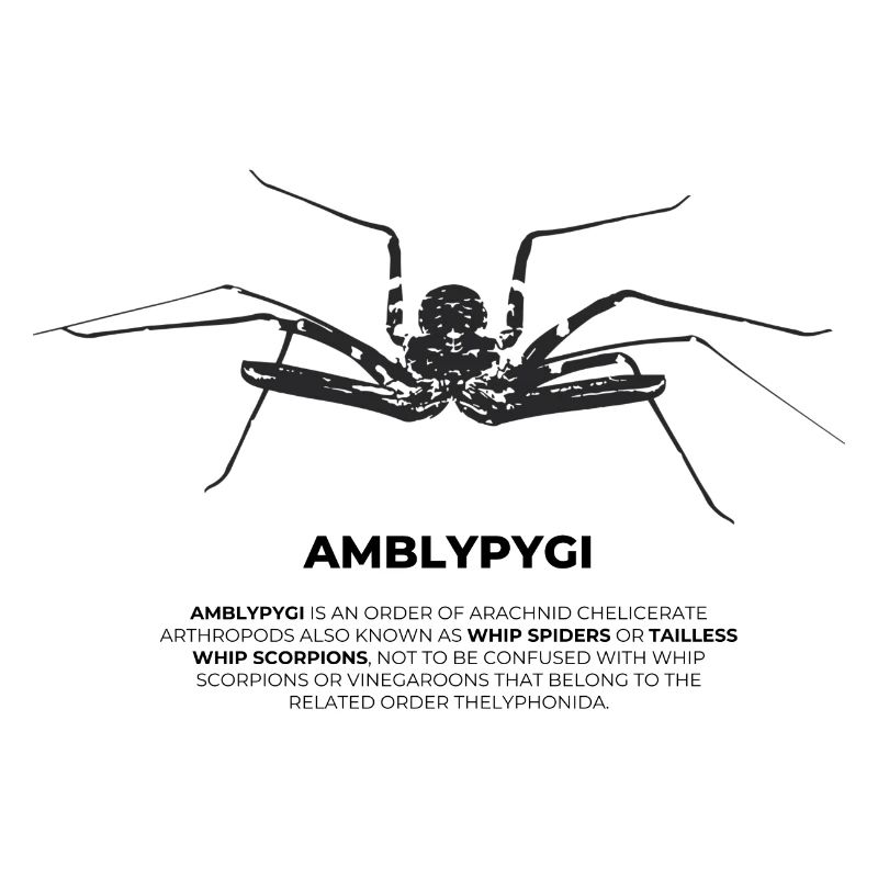 Flagellum Spider - Amblypygi