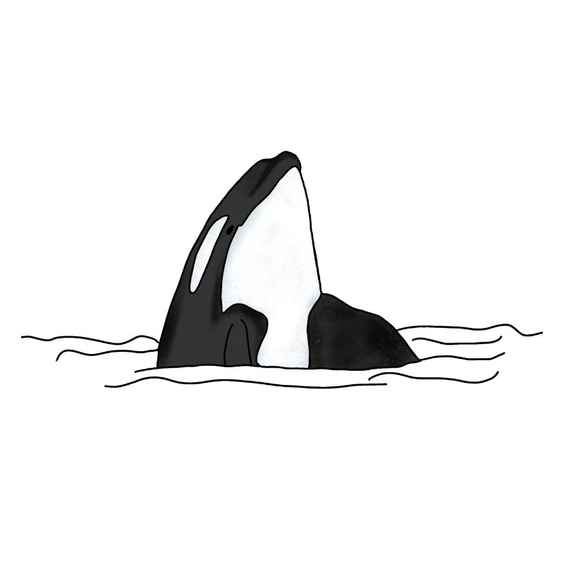 Orca