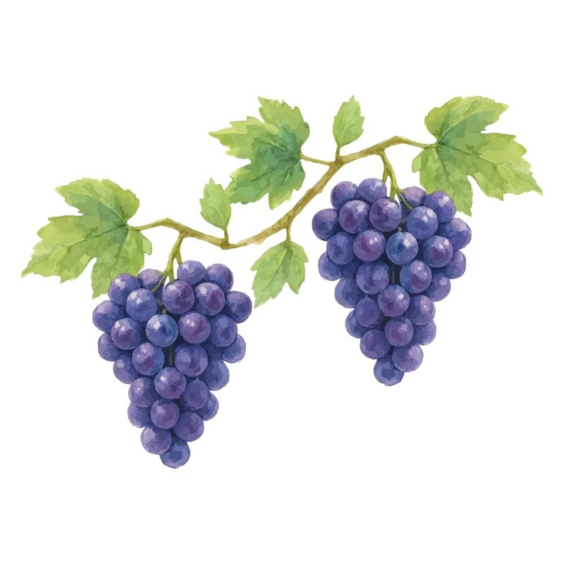 Conception de costumes traditionnels de raisin