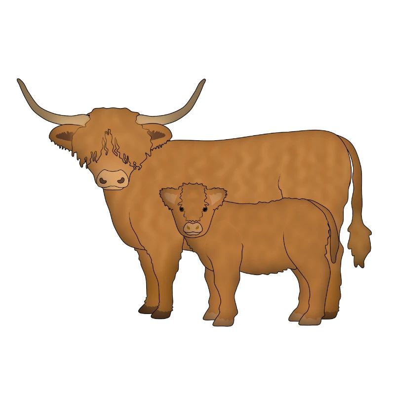 Highland cattle looking mi