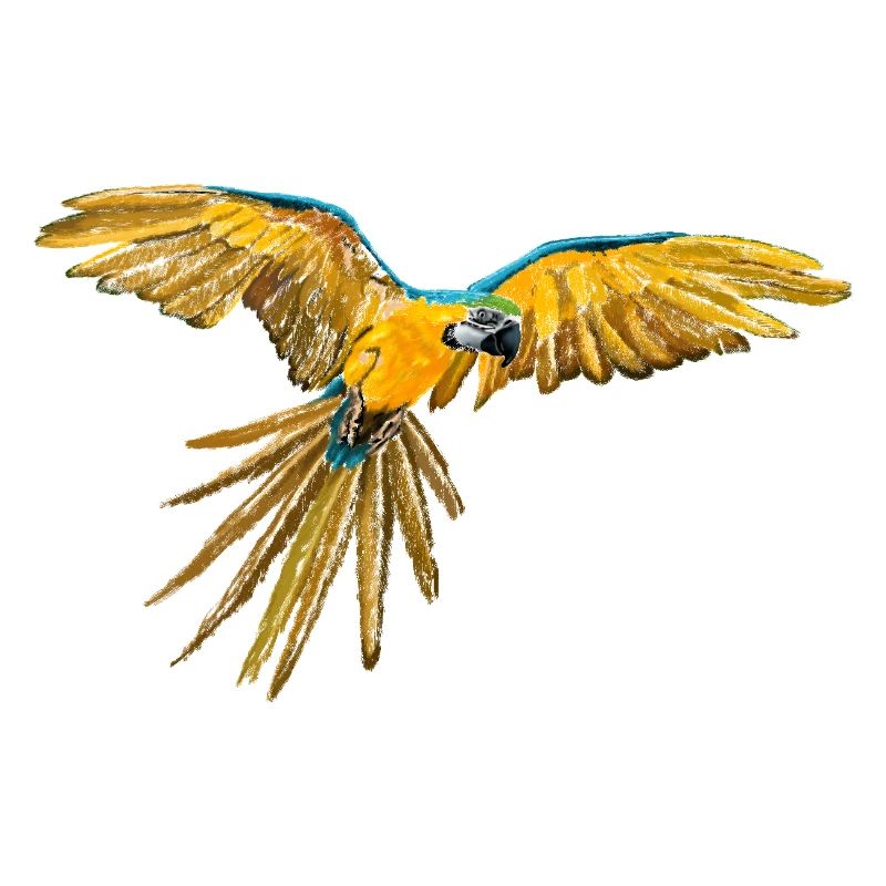 Vol perroquet jaune-bleu