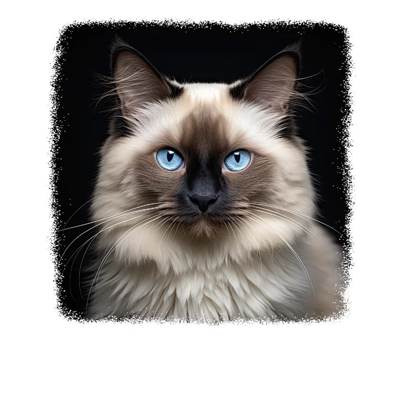 Birman Cat Birma Katze