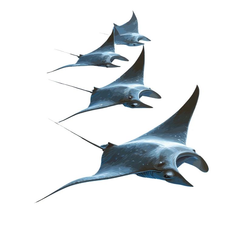 Manta Ray, Devil Ray, Stingray, Diver
