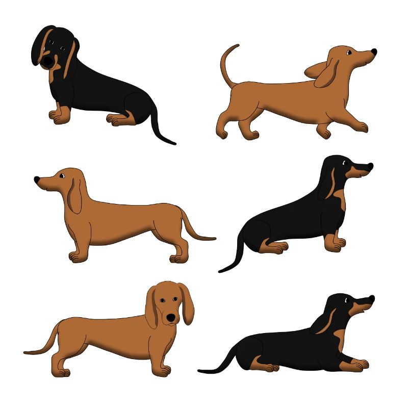 Dachshund selection