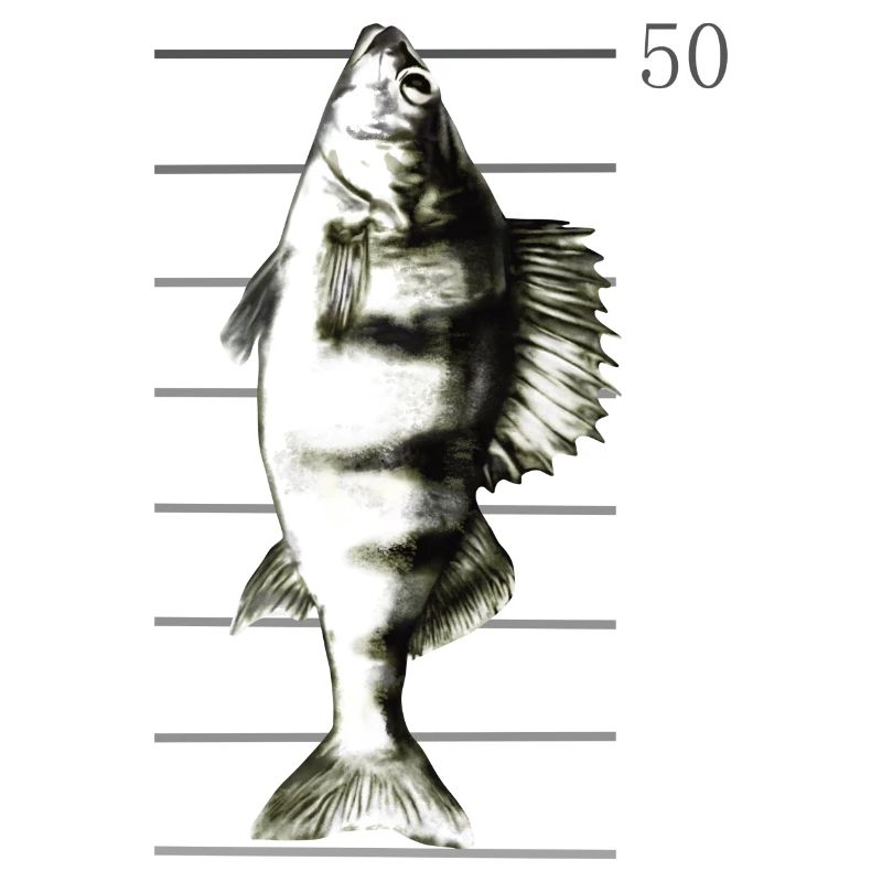 Pêche à la perche