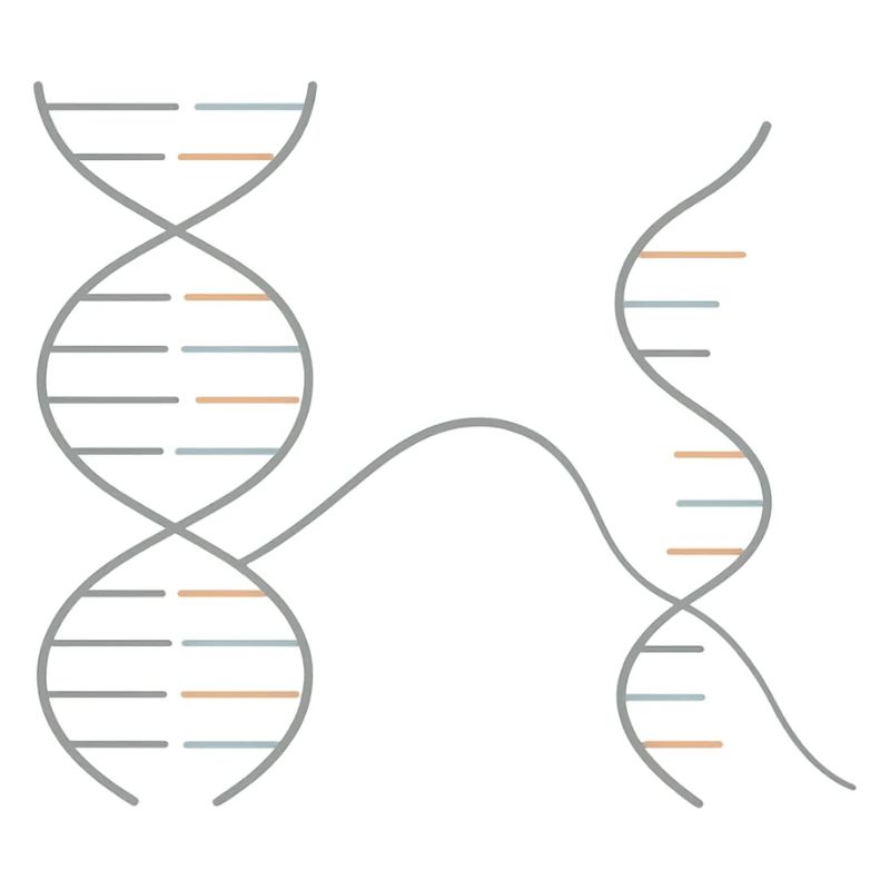 DNA–RNA Geometry – Chemistry Design