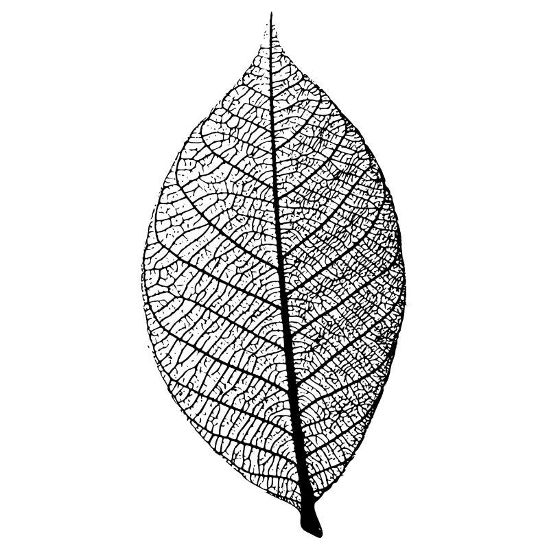 leaf tree forest skeleton pattern nerve love heart