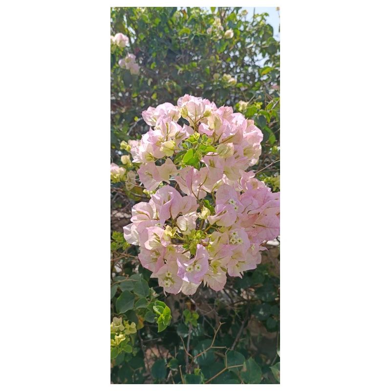 Bugamlia fleurs de rose spectaculaires