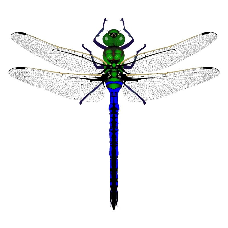 Femme de conception combinée Kybalion Libellule Néon