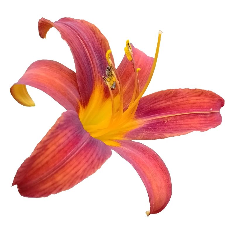 Lilienfunken Farbexplosion