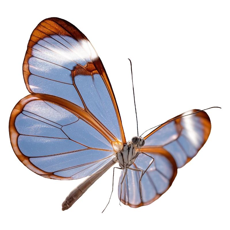 Conception transparente papillon Glasswing