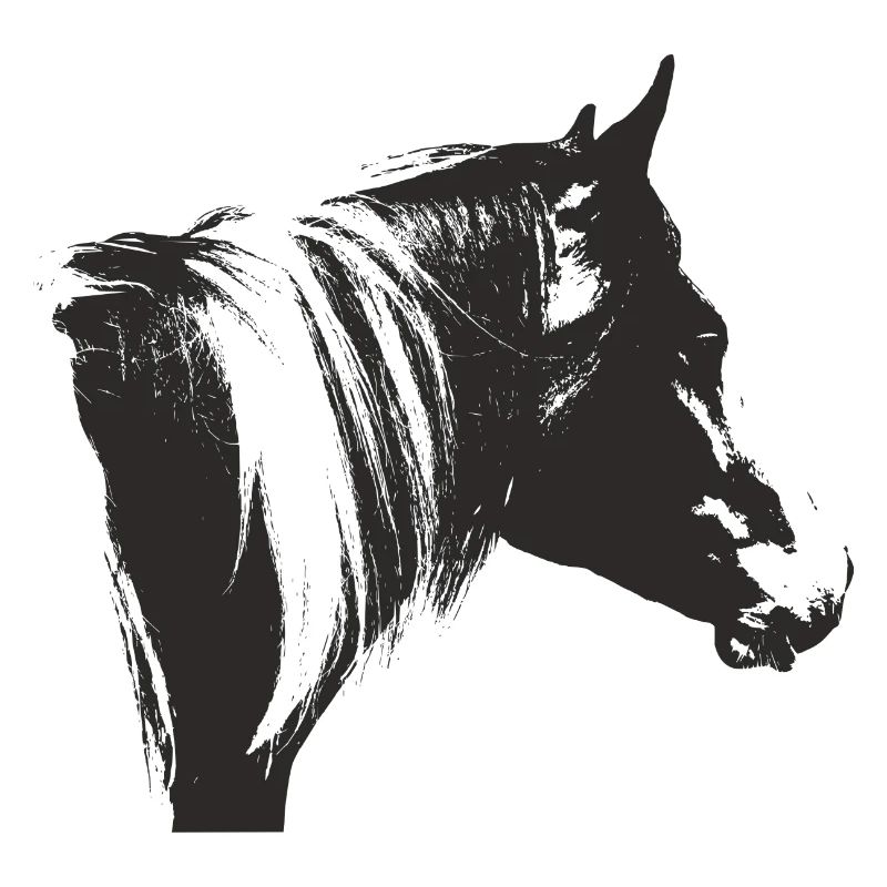 Lewitzer Schecke, Cheval Schecke, Équitation Pinto
