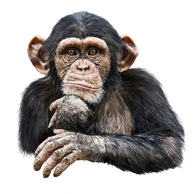 Chimpanzee