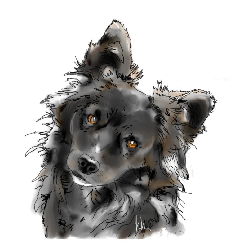 Australian Shepherd